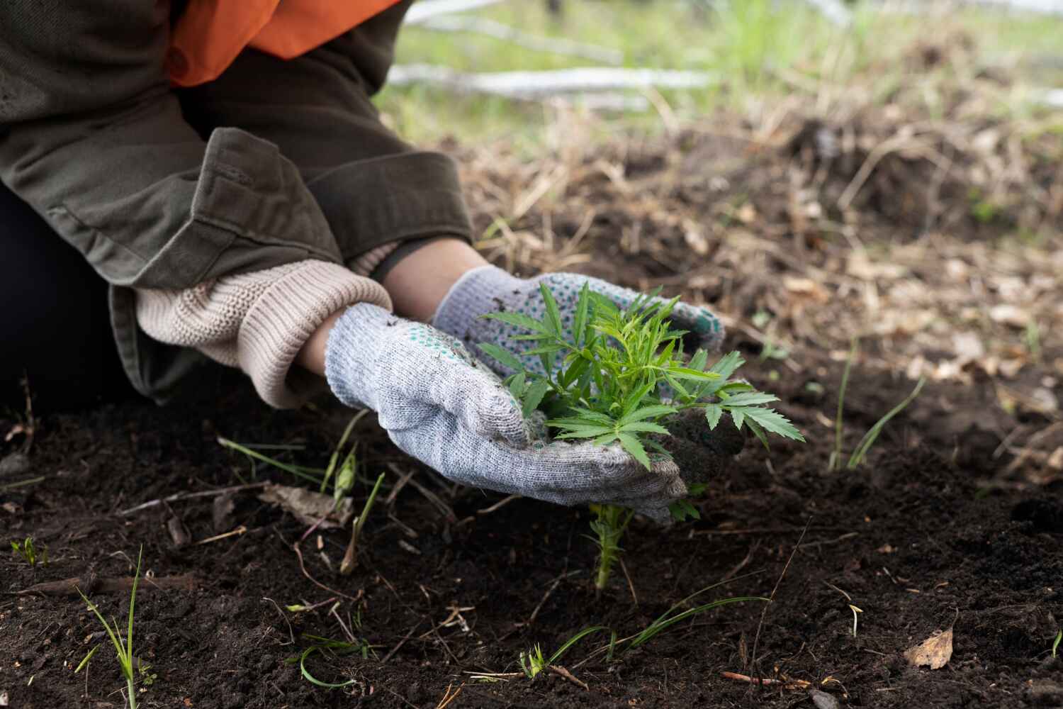 Best Stump Grinding Near Me  in Homosassa, FL